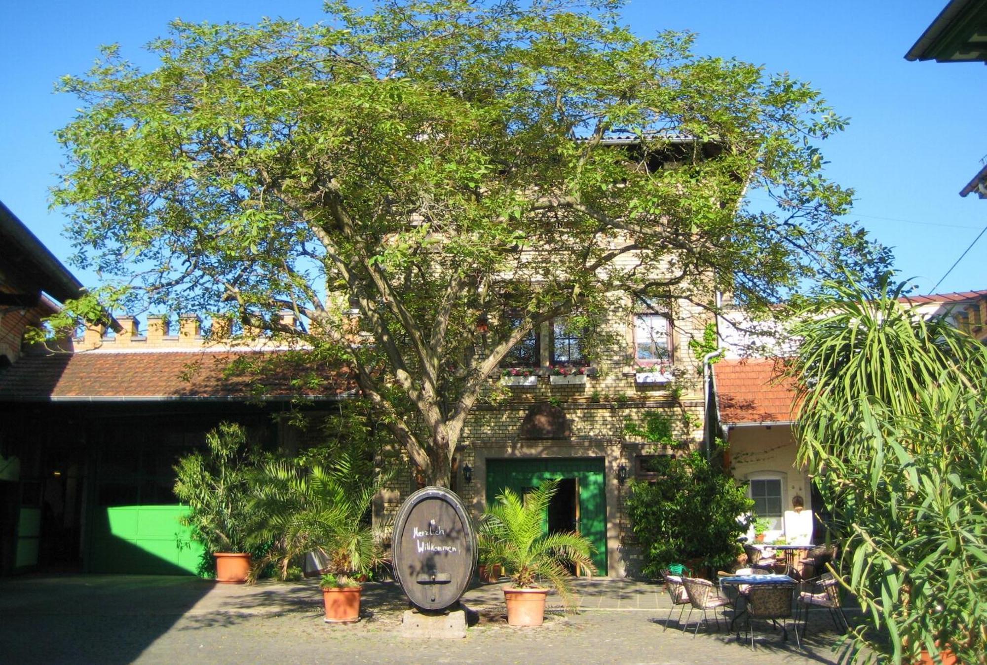 Gaestehaus Guntersblum Kültér fotó